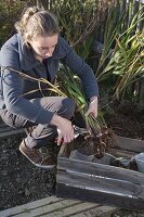 Frau schneidet die Blätter von Gladiolus (Gladiolen) für die Einwinterung ab