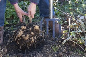 Cut dahlias in autumn, dig out and winter in box with sand