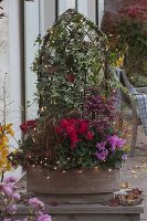 Terrakottakasten mit Rankgitter herbstlich bepflanzt: Hedera 'Yellow Ripple'