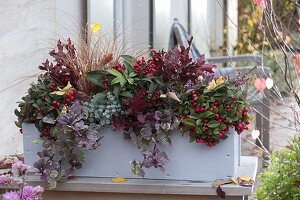 Winter-proof planted box with Skimmia reevesiana (fruit skimmia)