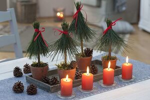 Kleine Bäumchen aus Nadeln von Pinus (Kiefer), Zapfen und rote Kerzen