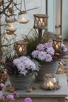 Rustic pots with chrysanthemum (autumn chrysanthemum), Calluna