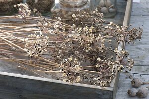 Samenernte: Allium ramosum-Chinesischer Lauch