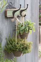 Lemon thyme 'Gold King' and gold sage 'Icterina'