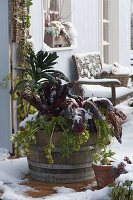 Holzfass mit Gemüse im Schnee : Grünkohl 'Nero di Toskana' (Brassica)