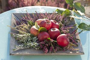 Äpfel (Malus) auf Holzteller mit Calluna vulgaris