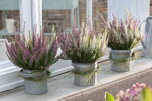 Calluna vulgaris Trio Girls (Knospenblühende Besenheide)