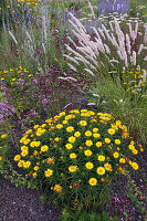 Buphthalmum salicifolium (Ochsenauge), Oregano, Dost (Origanum) und Melica ciliata (Wimper-Perlgras) im Kiesbeet