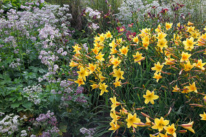 Hemerocallis Hybride 'Golden Chimes' (Taglilien) und Astrantia major (Große Sterndolde)