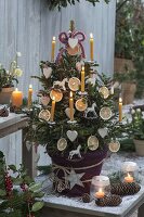 Picea abies 'Wills Zwerg' (Zwerg-Fichte) als lebendiger Weihnachtsbaum
