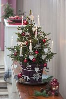 Picea 'Wills Zwerg' (Dwarf spruce) as a living Christmas tree
