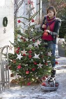 Young woman decorating Abies nordmanniana (Nordmann fir) with apples