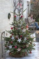 Abies nordmanniana (Nordmann fir) with apples (Malus), stars