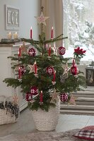 Abies nordmanniana (Nordmann fir) decorated as Christmas tree