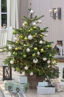 Abies nordmanniana (Nordmann fir) decorated with fairy lights