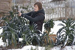 Young woman is harvesting kale, palm cabbage 'Nero Di Toscana'