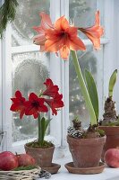 Hippeastrum 'Orange Souvereign' und Kolibri 'Rot' (Amaryllis) in Tontöpfen