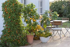 Thunbergia, Citrus sinensis, Datura auf neuem Deck