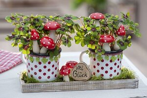 Oxalis deppei 'Iron Cross' in dotted cup with fly agarics