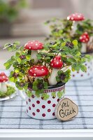 Oxalis deppei 'Iron Cross' (Lucky Clover) in dotted cup with fly agarics