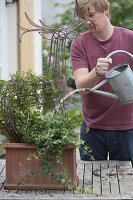 Young man planting ivy on wire frame moose