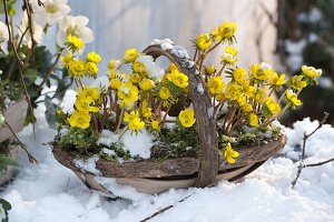 Sussex trough planted with winterlings