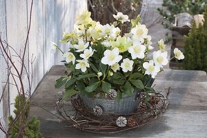 Helleborus niger 'Wintergold' (Christmas roses) in zinc bowl