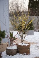 Hamamelis mollis (witch hazel) in winter on snowy terrace