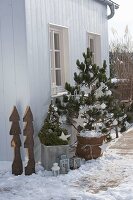 Conifers on the terrace decorated for Christmas