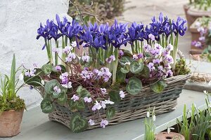 Vorfruehlings-Korb mit Iris reticulata 'Harmony' (Netziris), Cyclamen Coum