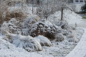 Snowy bed with perennials and grasses