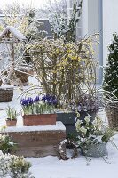 Verschneite Vorfrühlingsterrasse mit Jasminum nudiflorum (Winterjasmin)