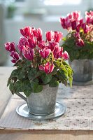 Cyclamen (Cyclamen) in zinc cup