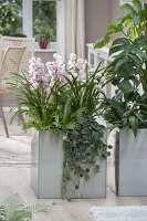 Edelstahl-Gefässe als Raumteiler bepflanzt mit Cymbidium