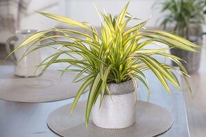 Yellow-green striped Pandanus baptistii (Dwarf screw tree)