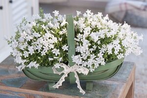 Campanula portenschlagiana 'White Wonder' (Cushion bellflower)