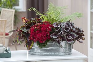 Zink-Schale mit Begonia 'Grace' (Blühbegonie), Begonia Beleaf