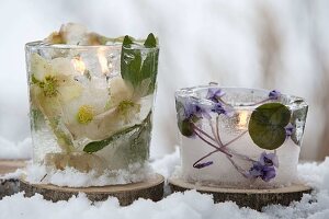 Ice lanterns with frozen flowers of Helleborus (Christmas roses)