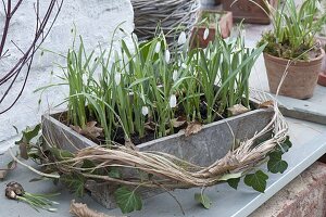 Galanthus nivalis (Schneeglöckchen) in Holzkasten, dekoriert mit Gräsern