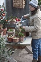 In Töpfen überwinterte Zwiebelblumen regelmässig gießen