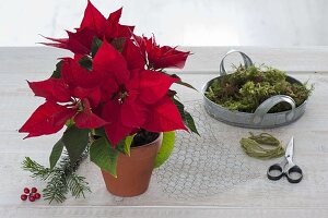 Poinsettia as door decoration in a bag made of chicken wire
