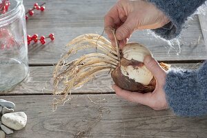 Amaryllis in Glas mit Kieselsteinen gezogen