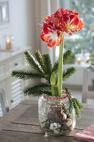 Amaryllis grown on gravel in a candy jar