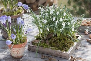 Galanthus (Schneeglöckchen) mit Moos auf Holz-Untersetzer, Crocus