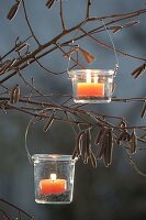 Kleine Windlichter an Zweigen von Corylus avellana (Haselnuss)