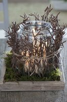 Glass wrapped with branches of Betula (birch) as a lantern