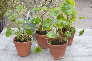 Dividing and potting large wasabi plant