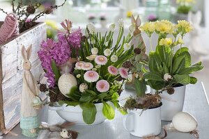 Spring awakening in the room: Bellis, Muscari 'Alba'