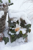 Snowy lantern with tendril of Hedera (ivy)