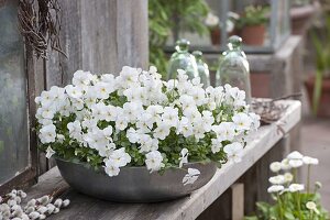 Viola cornuta Callisto 'White' (Horned violet) in grey bowl on wooden bench